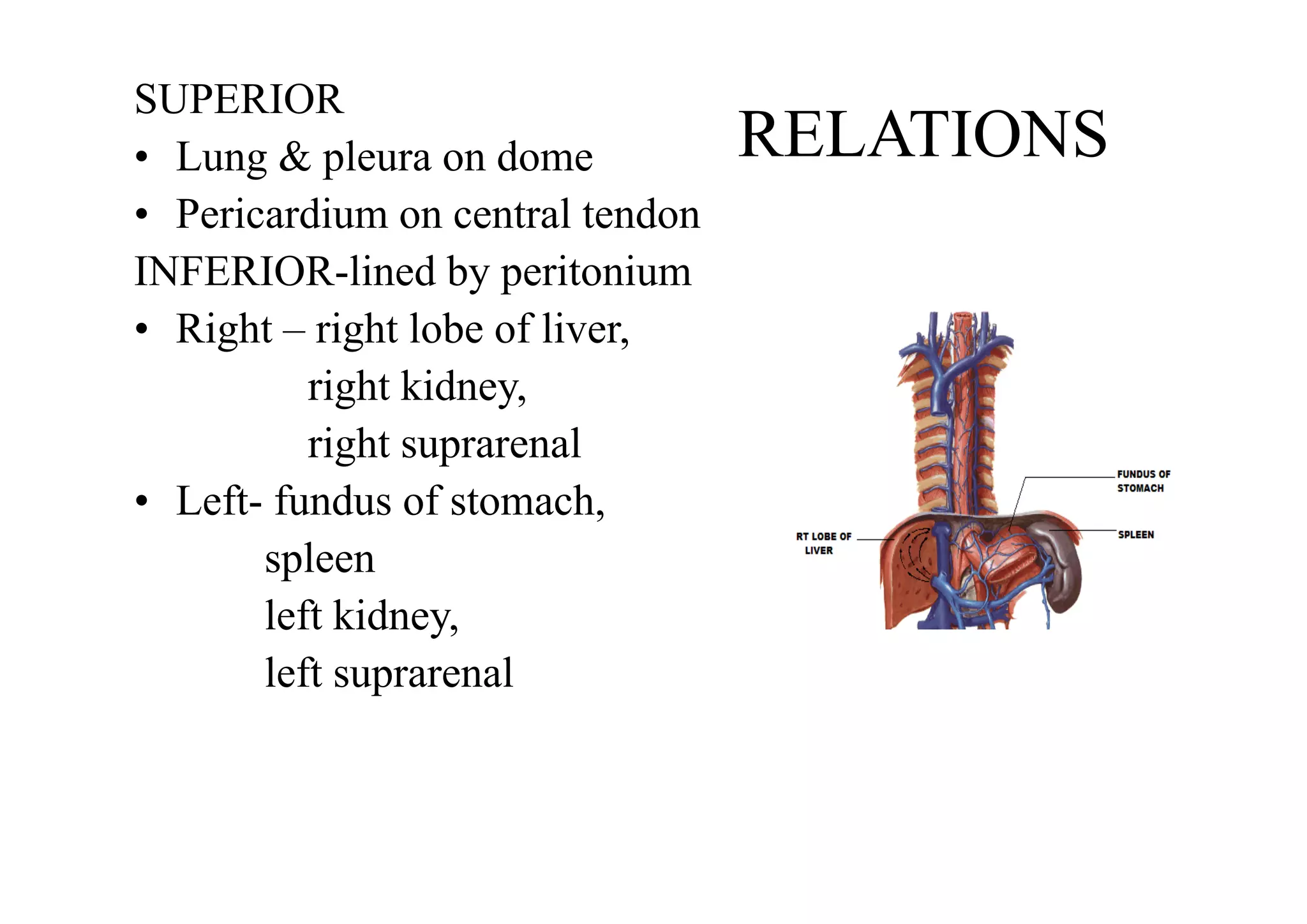 SUPERIOR
RELATIONS
• Lung & pleura on dome
• Pericardium on central tendon
INFERIOR-lined by peritonium
• Right – right lobe of liver,
right kidney,
right suprarenal
• Left- fundus of stomach,
spleen
left kidney,
left suprarenal
 