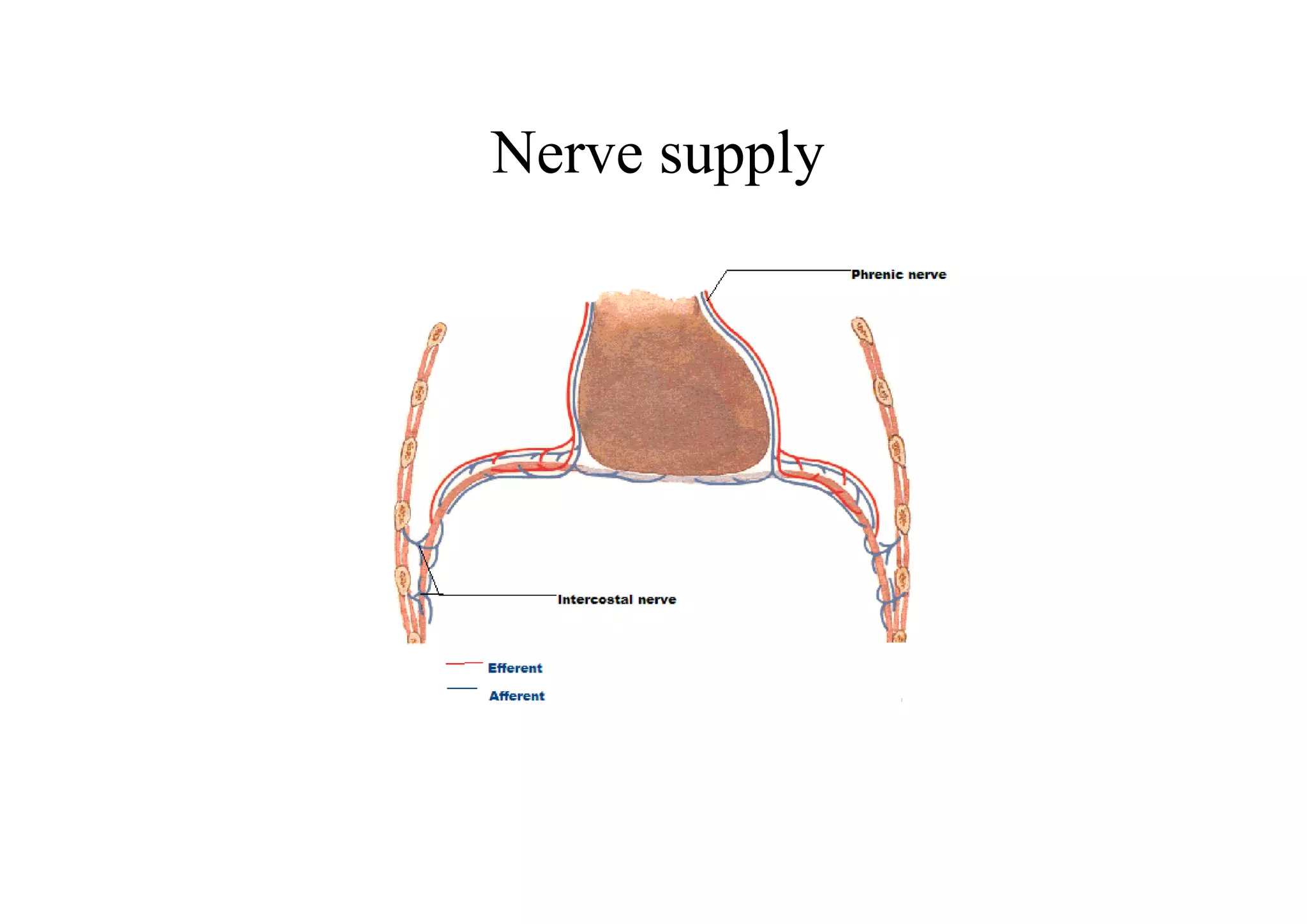 Nerve supply
 