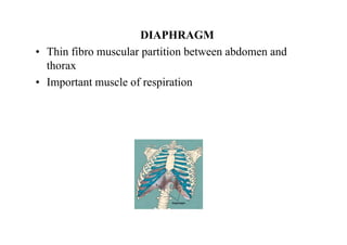 DIAPHRAGM
• Thin fibro muscular partition between abdomen and
thorax
• Important muscle of respiration
 
