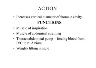 ACTION
• Increases vertical diameter of thoracic cavity
FUNCTIONS
• Muscle of inspiration
• Muscle of abdominal straining
• Thoracoabdominal pump – forcing blood from
IVC to rt. Atrium
• Weight- lifting muscle
 
