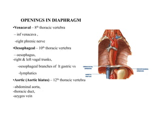 OPENINGS IN DIAPHRAGM
•Venacaval – 8th thoracic vertebra
– inf venacava ,
-right phrenic nerve
•Oesophageal – 10th thoracic vertebra
– oesophagus,
-right & left vagal trunks,
-oesophageal branches of lt gastric vs
-lymphatics
•Aortic (Aortic hiatus) – 12th thoracic vertebra
–abdominal aorta,
-thoracic duct,
-azygos vein
 