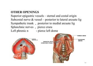 OTHER OPENINGS
Superior epigastric vessels – sternal and costal origin
Subcostal nerve & vessel – posterior to lateral arcuate lig
Sympathetic trunk - posterior to medial arcuate lig
Splanchnic nerves - pierce crura
Left phrenic n - pierce left dome
 