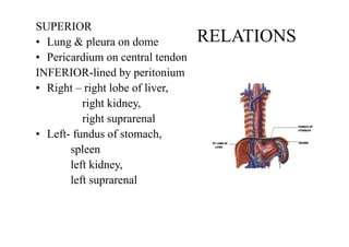 SUPERIOR
RELATIONS
• Lung & pleura on dome
• Pericardium on central tendon
INFERIOR-lined by peritonium
• Right – right lobe of liver,
right kidney,
right suprarenal
• Left- fundus of stomach,
spleen
left kidney,
left suprarenal
 