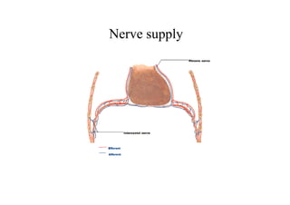 Nerve supply
 