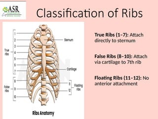 What Is Shell And Rib Surface landmarks of thorax and skeleton formation of thorax | PPTX