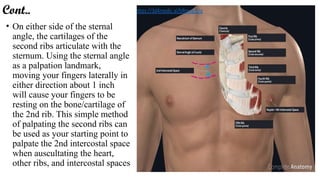 Palpating Ribs Introduction to THorax cavity and mediastinum | PPTX
