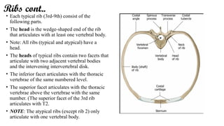 Two Adject Ribs Introduction to THorax cavity and mediastinum | PPTX