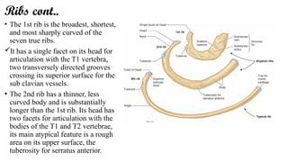 Introduction to THorax cavity and mediastinum | PPTX