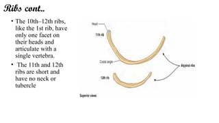 Introduction to THorax cavity and mediastinum | PPTX