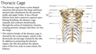 Cone Ribs Introduction to THorax cavity and mediastinum | PPTX