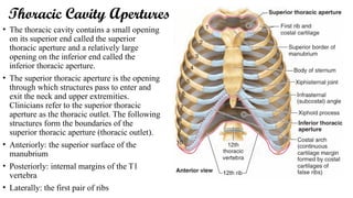 Introduction to THorax cavity and mediastinum | PPTX