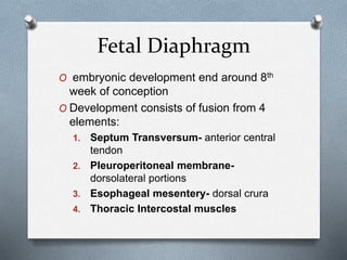 Fetal Diaphragm
O embryonic development end around 8th
week of conception
O Development consists of fusion from 4
elements:
1. Septum Transversum- anterior central
tendon
2. Pleuroperitoneal membrane-
dorsolateral portions
3. Esophageal mesentery- dorsal crura
4. Thoracic Intercostal muscles
 