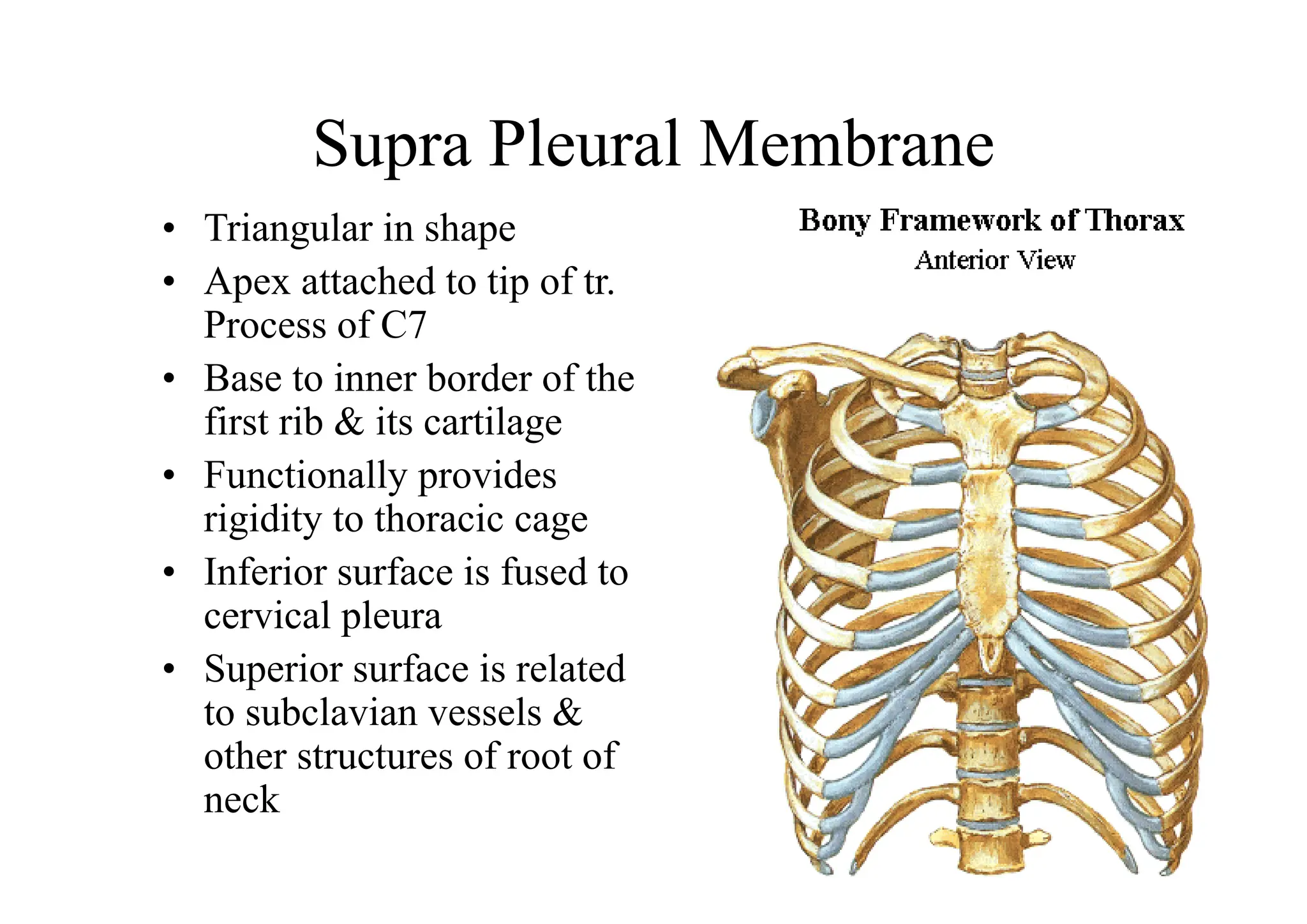 ThoraxThis thorax of the axial skeletal system is very important ...