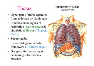 ThoraxThis thorax of the axial skeletal system is very important ...