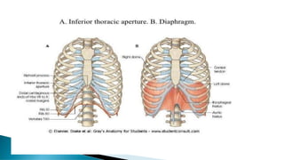 Human thorax anatomy power point human a | PDF