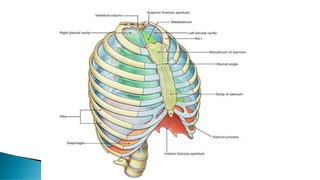 Human thorax anatomy power point human a | PDF
