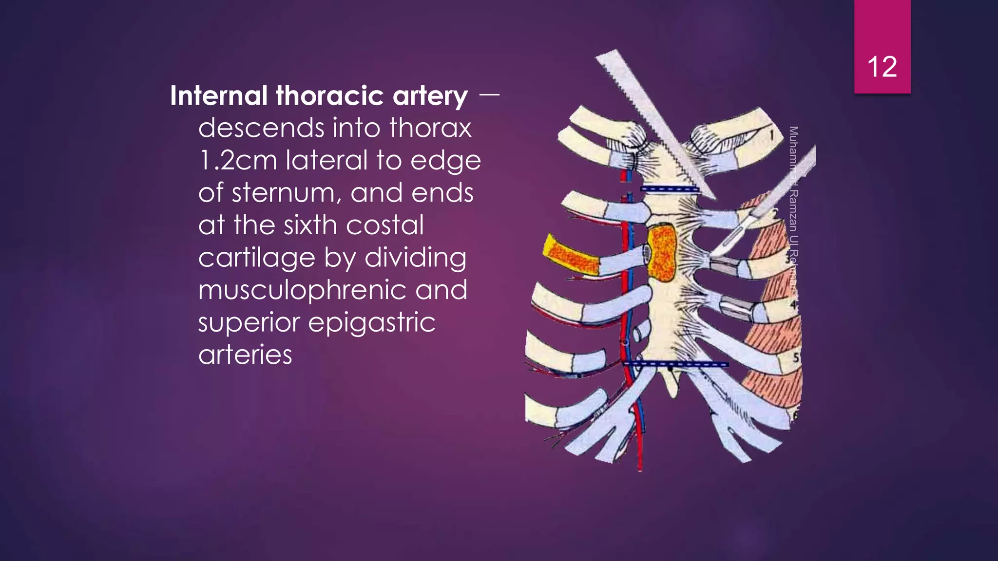 Internal thoracic artery － 
descends into thorax 
1.2cm lateral to edge 
of sternum, and ends 
at the sixth costal 
cartilage by dividing 
musculophrenic and 
superior epigastric 
arteries 
12 
 