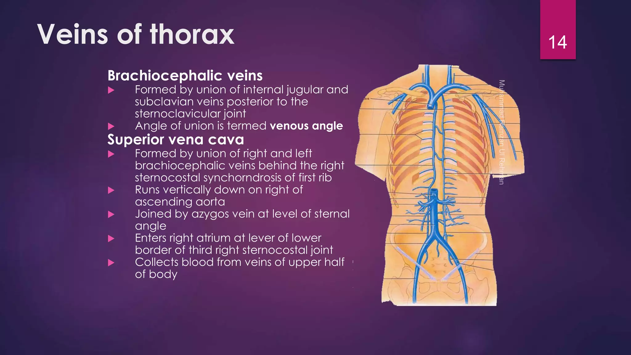 Veins of thorax 
Brachiocephalic veins 
 Formed by union of internal jugular and 
subclavian veins posterior to the 
sternoclavicular joint 
 Angle of union is termed venous angle 
Superior vena cava 
 Formed by union of right and left 
brachiocephalic veins behind the right 
sternocostal synchorndrosis of first rib 
 Runs vertically down on right of 
ascending aorta 
 Joined by azygos vein at level of sternal 
angle 
 Enters right atrium at lever of lower 
border of third right sternocostal joint 
 Collects blood from veins of upper half 
of body 
14 
 