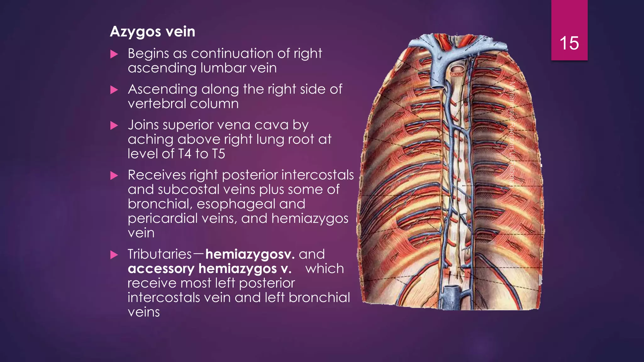 Azygos vein 
 Begins as continuation of right 
ascending lumbar vein 
 Ascending along the right side of 
vertebral column 
 Joins superior vena cava by 
aching above right lung root at 
level of T4 to T5 
 Receives right posterior intercostals 
and subcostal veins plus some of 
bronchial, esophageal and 
pericardial veins, and hemiazygos 
vein 
 Tributaries－hemiazygosv. and 
accessory hemiazygos v. which 
receive most left posterior 
intercostals vein and left bronchial 
veins 
15 
 