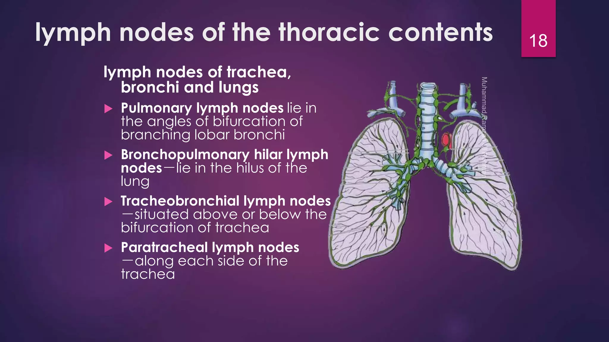 lymph nodes of the thoracic contents 
lymph nodes of trachea, 
bronchi and lungs 
 Pulmonary lymph nodes lie in 
the angles of bifurcation of 
branching lobar bronchi 
 Bronchopulmonary hilar lymph 
nodes－lie in the hilus of the 
lung 
 Tracheobronchial lymph nodes 
－situated above or below the 
bifurcation of trachea 
 Paratracheal lymph nodes 
－along each side of the 
trachea 
18 
 