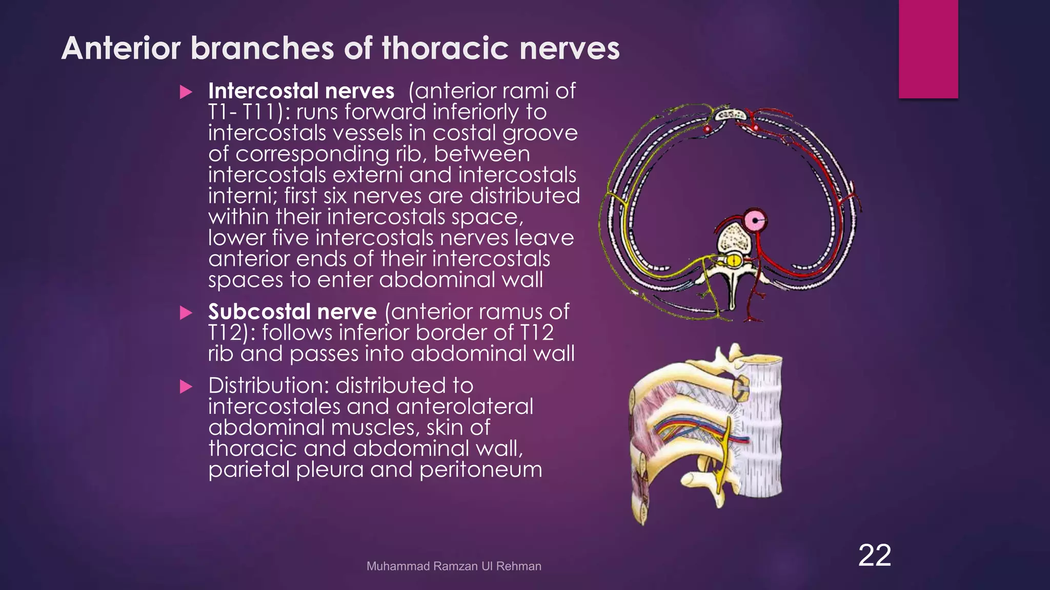 Anterior branches of thoracic nerves 
 Intercostal nerves (anterior rami of 
T1- T11): runs forward inferiorly to 
intercostals vessels in costal groove 
of corresponding rib, between 
intercostals externi and intercostals 
interni; first six nerves are distributed 
within their intercostals space, 
lower five intercostals nerves leave 
anterior ends of their intercostals 
spaces to enter abdominal wall 
 Subcostal nerve (anterior ramus of 
T12): follows inferior border of T12 
rib and passes into abdominal wall 
 Distribution: distributed to 
intercostales and anterolateral 
abdominal muscles, skin of 
thoracic and abdominal wall, 
parietal pleura and peritoneum 
22 
 