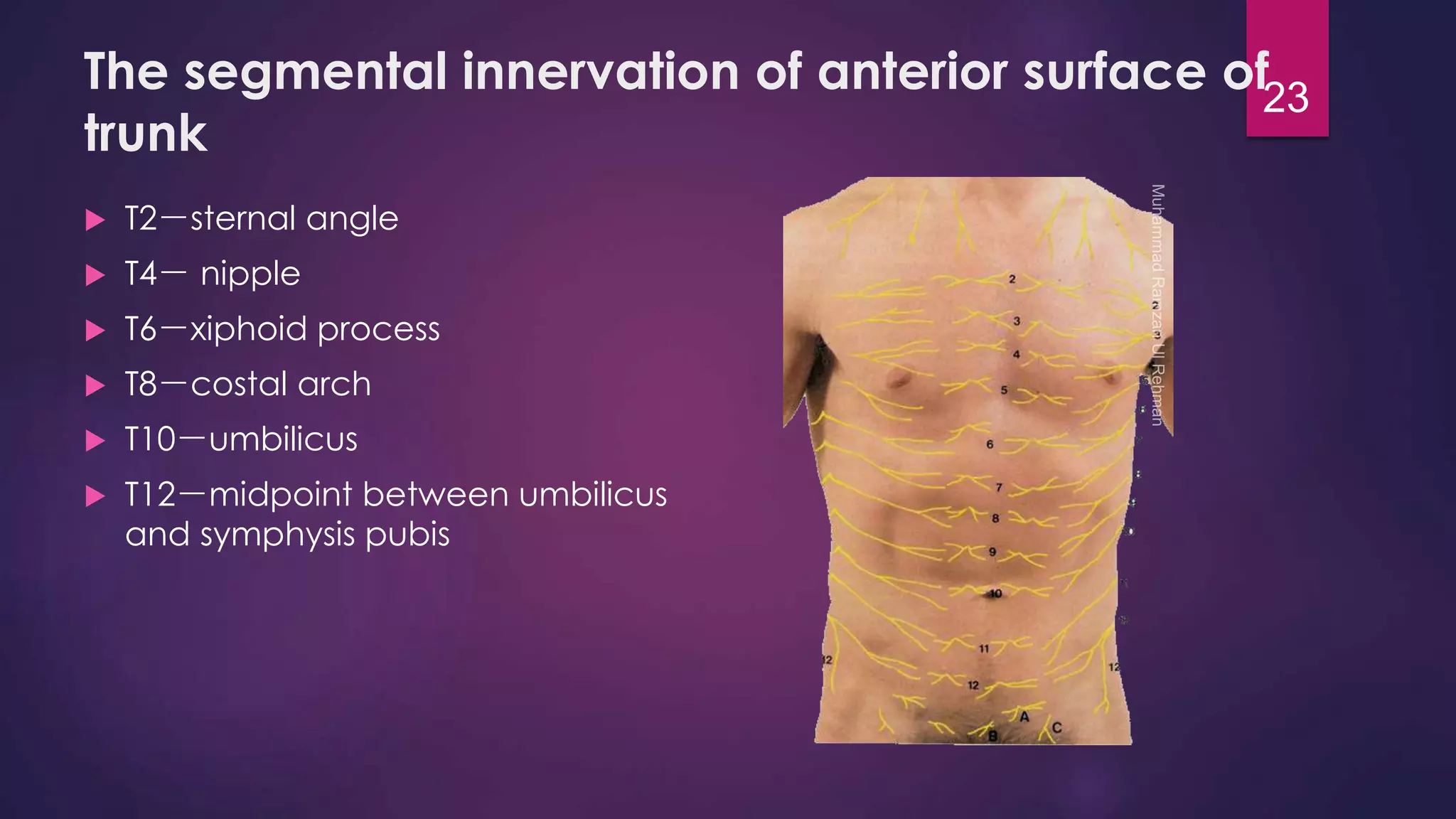 The segmental innervation of anterior surface of 
trunk 
 T2－sternal angle 
 T4－ nipple 
 T6－xiphoid process 
 T8－costal arch 
 T10－umbilicus 
 T12－midpoint between umbilicus 
and symphysis pubis 
23 
 