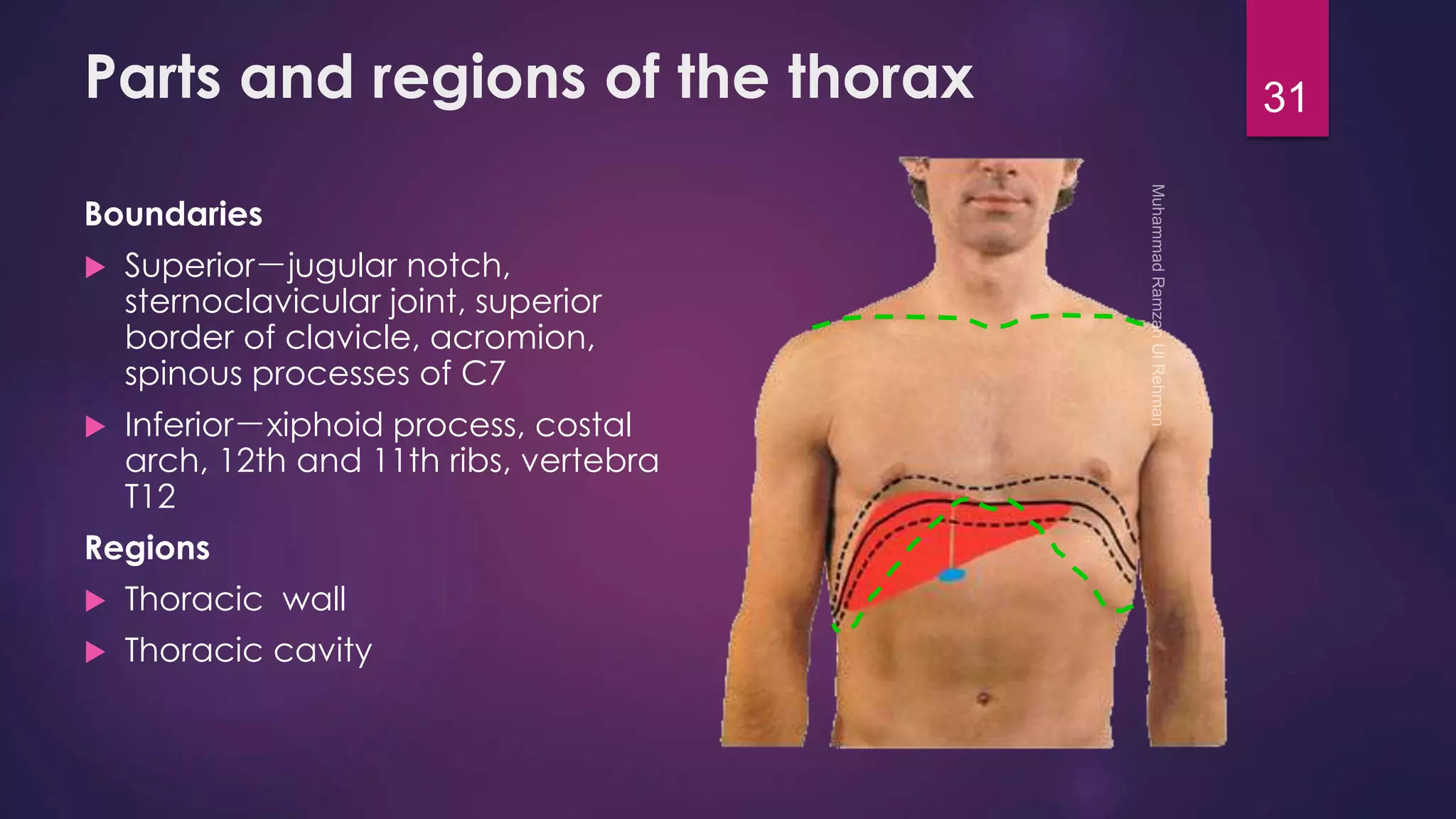 Parts and regions of the thorax 
Boundaries 
 Superior－jugular notch, 
sternoclavicular joint, superior 
border of clavicle, acromion, 
spinous processes of C7 
 Inferior－xiphoid process, costal 
arch, 12th and 11th ribs, vertebra 
T12 
Regions 
 Thoracic wall 
 Thoracic cavity 
31 
 