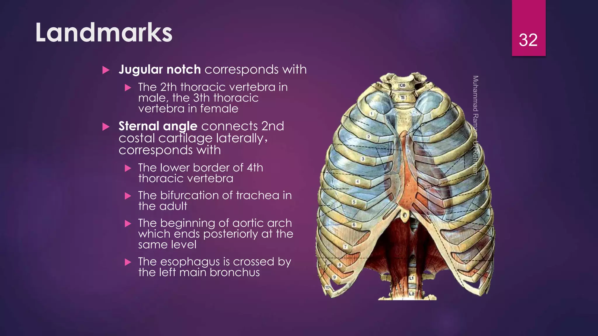 Landmarks 
 Jugular notch corresponds with 
 The 2th thoracic vertebra in 
male, the 3th thoracic 
vertebra in female 
 Sternal angle connects 2nd 
costal cartilage laterally， 
corresponds with 
 The lower border of 4th 
thoracic vertebra 
 The bifurcation of trachea in 
the adult 
 The beginning of aortic arch 
which ends posteriorly at the 
same level 
 The esophagus is crossed by 
the left main bronchus 
32 
 