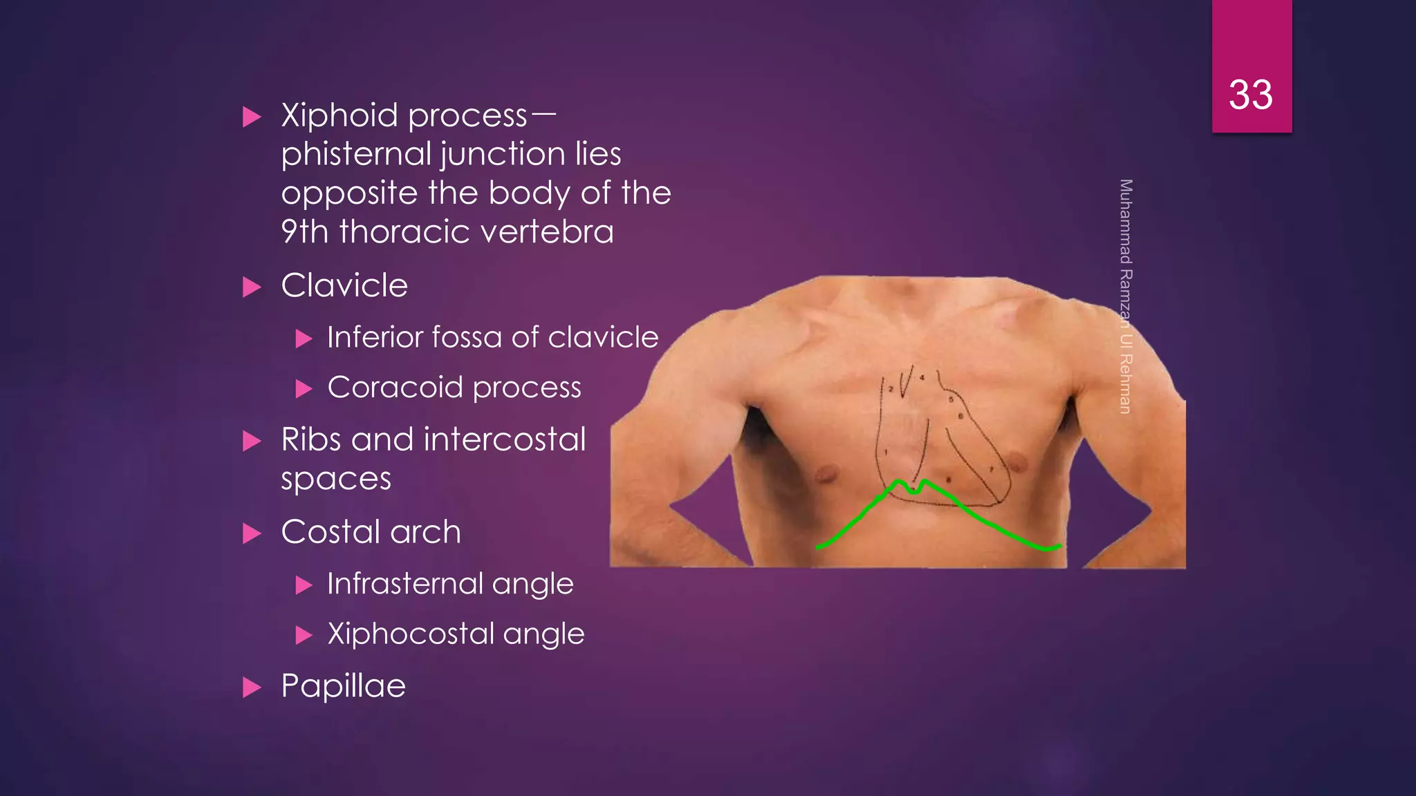  Xiphoid process－phisternal 
junction lies 
opposite the body of the 
9th thoracic vertebra 
 Clavicle 
 Inferior fossa of clavicle 
 Coracoid process 
 Ribs and intercostal 
spaces 
 Costal arch 
 Infrasternal angle 
 Xiphocostal angle 
 Papillae 
33 
 
