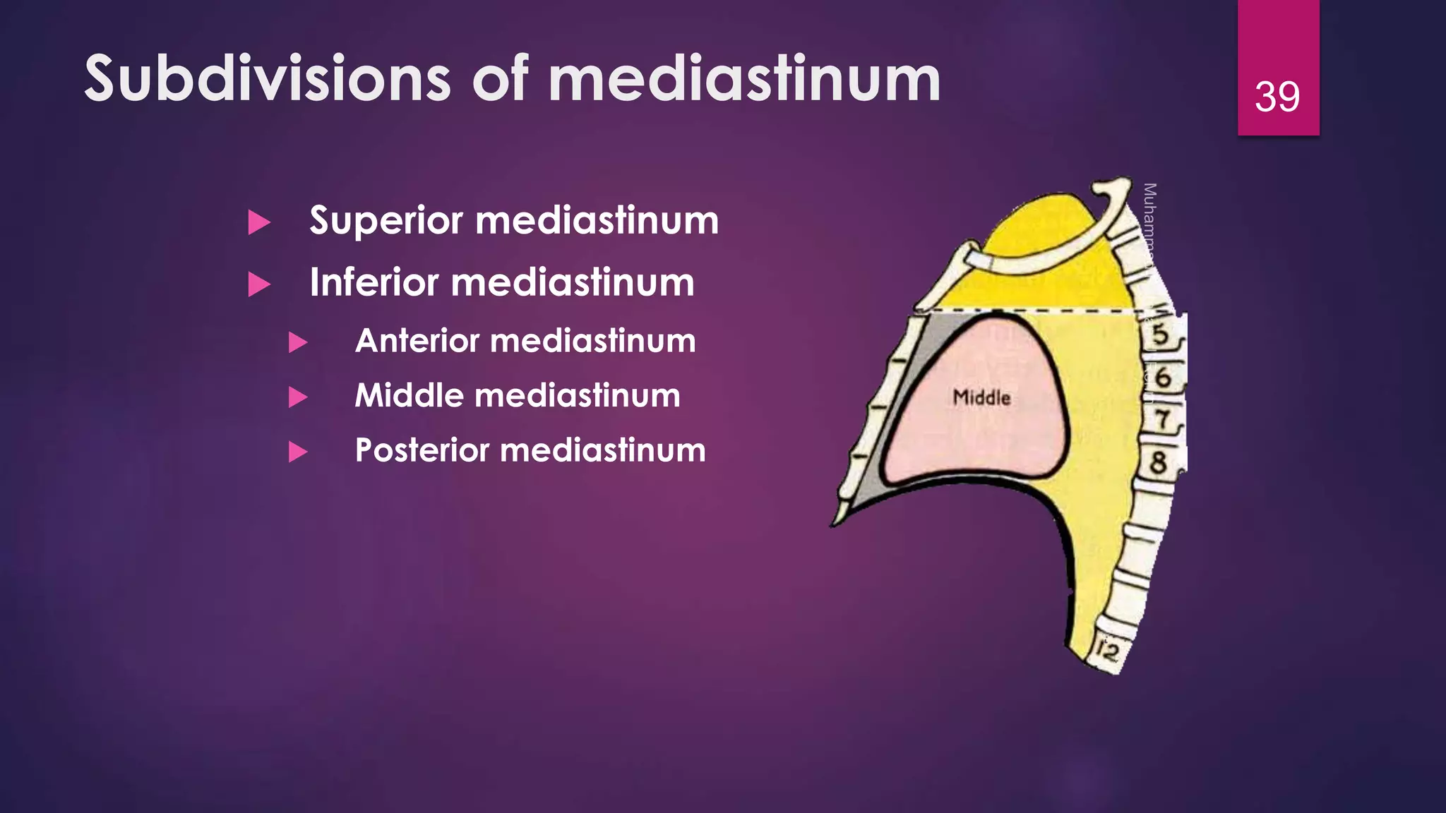 Subdivisions of mediastinum 
 Superior mediastinum 
 Inferior mediastinum 
 Anterior mediastinum 
 Middle mediastinum 
 Posterior mediastinum 
39 
 