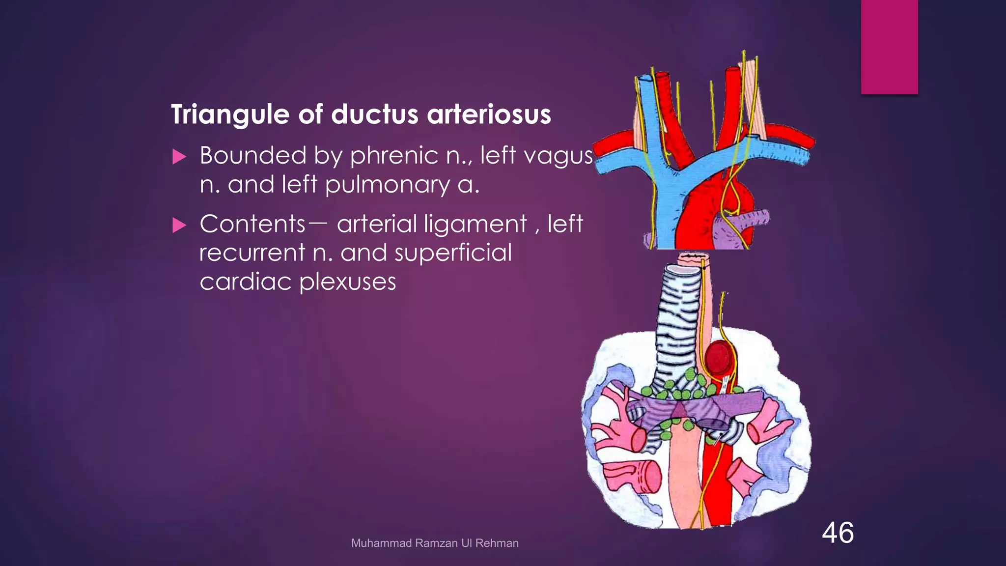 Triangule of ductus arteriosus 
 Bounded by phrenic n., left vagus 
n. and left pulmonary a. 
 Contents－ arterial ligament , left 
recurrent n. and superficial 
cardiac plexuses 
46 
 
