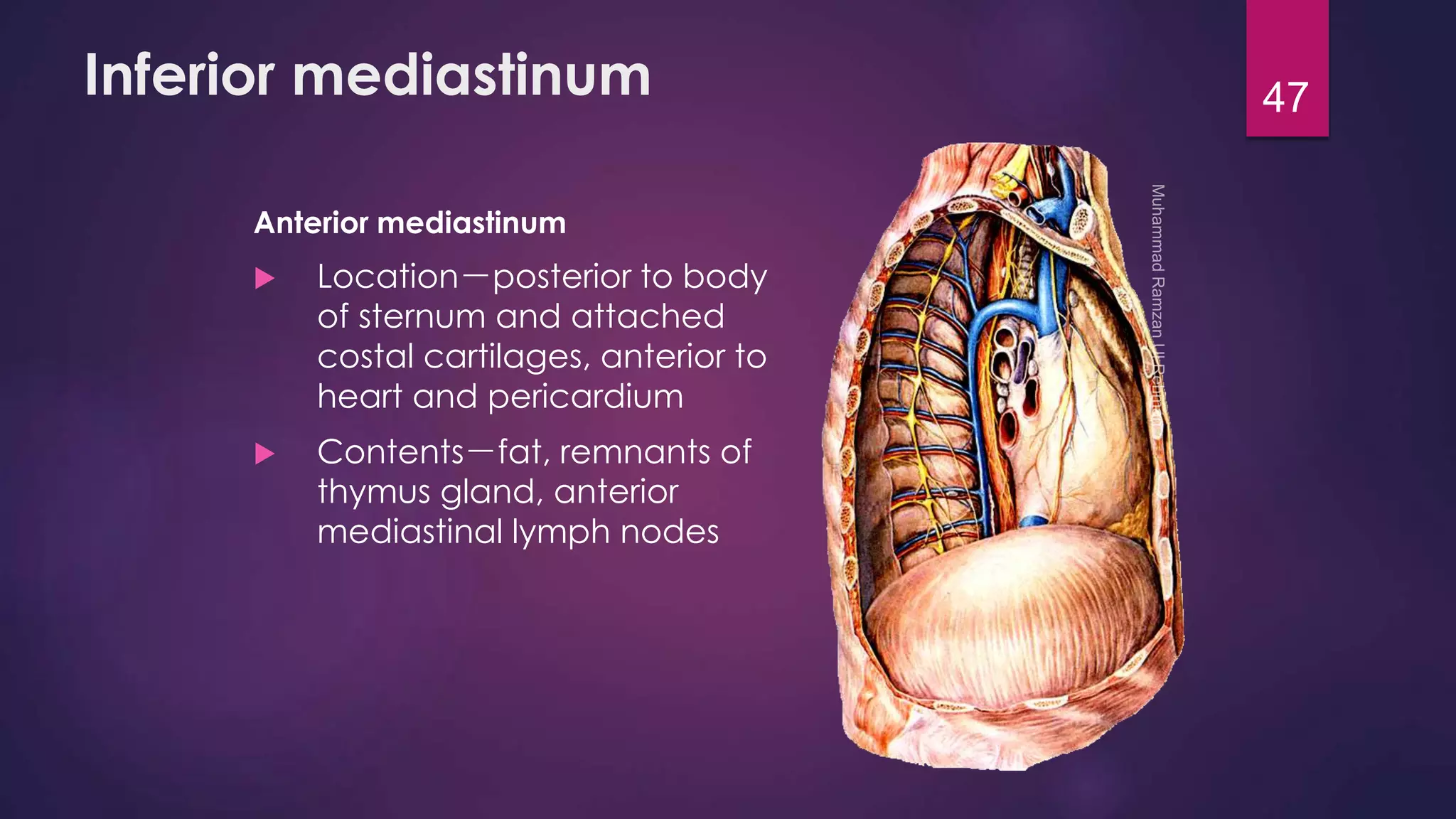Inferior mediastinum 
Anterior mediastinum 
 Location－posterior to body 
of sternum and attached 
costal cartilages, anterior to 
heart and pericardium 
 Contents－fat, remnants of 
thymus gland, anterior 
mediastinal lymph nodes 
47 
 