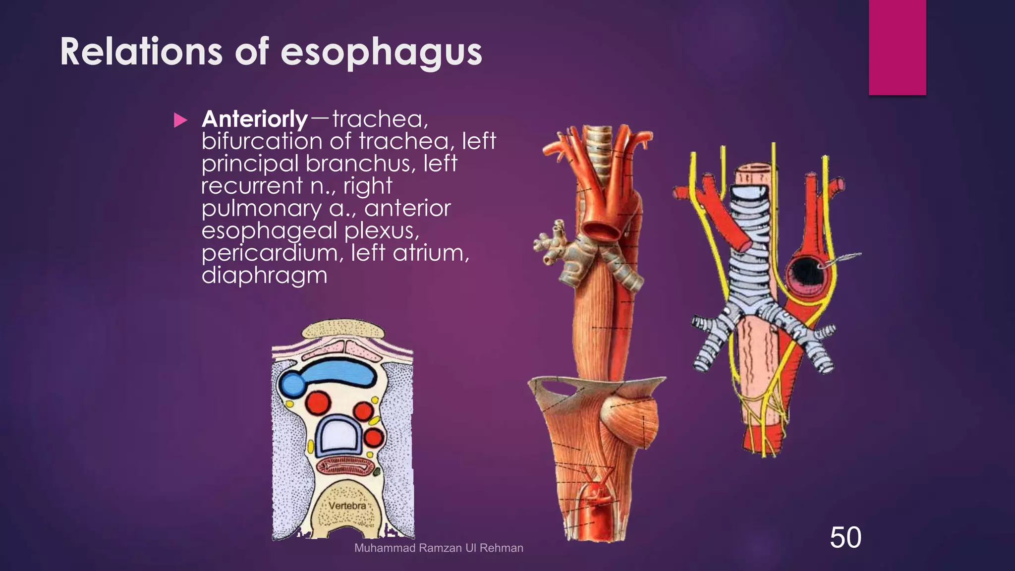 Relations of esophagus 
 Anteriorly－trachea, 
bifurcation of trachea, left 
principal branchus, left 
recurrent n., right 
pulmonary a., anterior 
esophageal plexus, 
pericardium, left atrium, 
diaphragm 
50 
 
