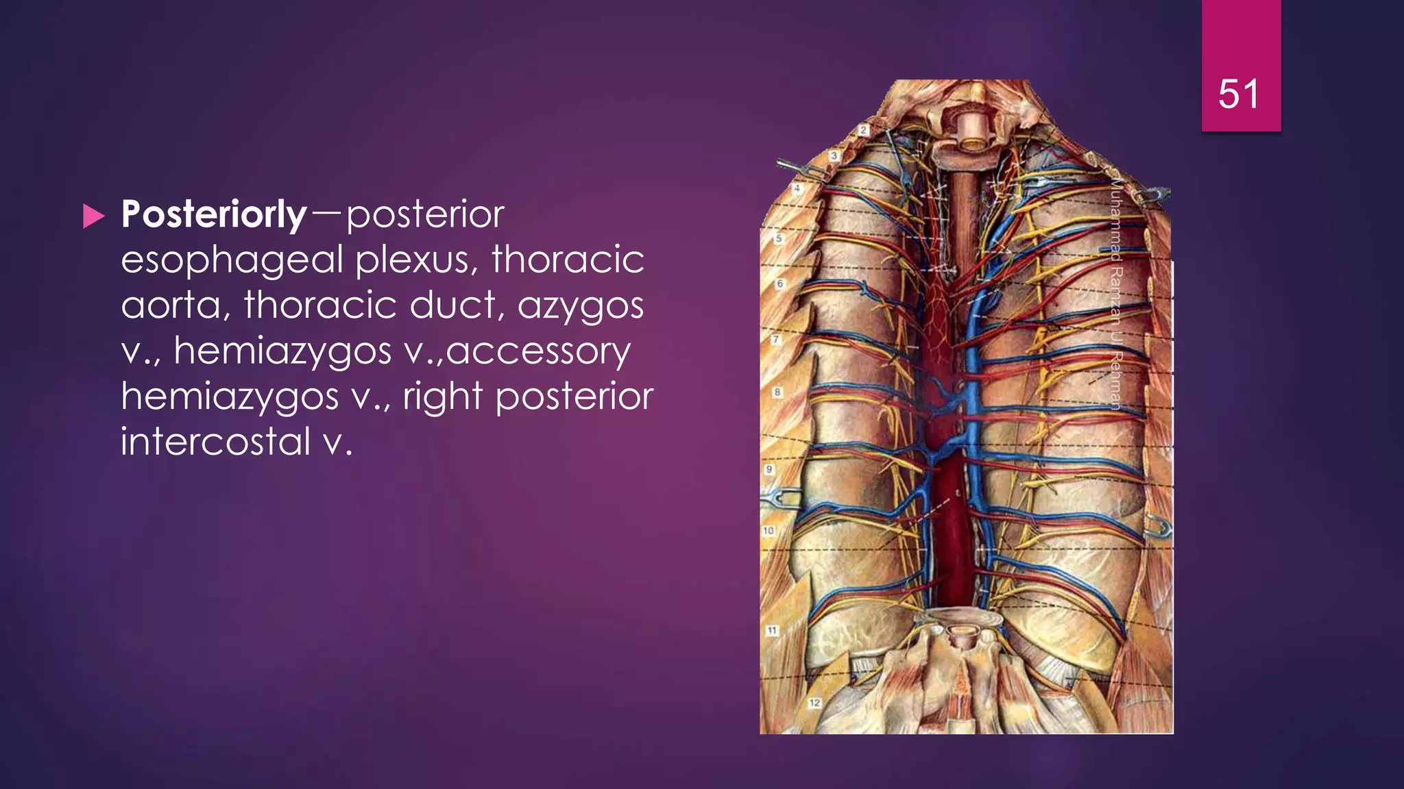  Posteriorly－posterior 
esophageal plexus, thoracic 
aorta, thoracic duct, azygos 
v., hemiazygos v.,accessory 
hemiazygos v., right posterior 
intercostal v. 
51 
 