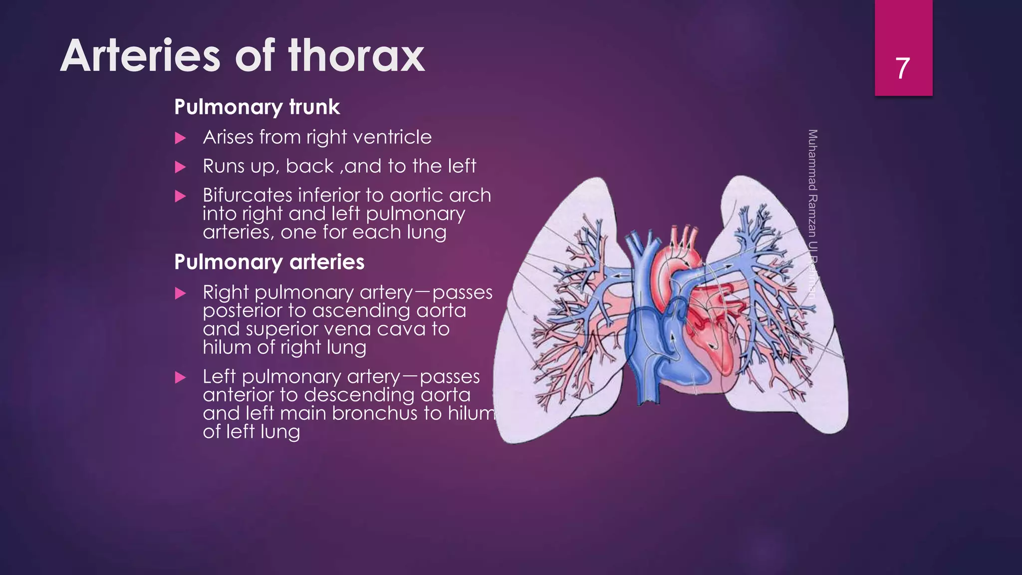 Arteries of thorax 
Pulmonary trunk 
 Arises from right ventricle 
 Runs up, back ,and to the left 
 Bifurcates inferior to aortic arch 
into right and left pulmonary 
arteries, one for each lung 
Pulmonary arteries 
 Right pulmonary artery－passes 
posterior to ascending aorta 
and superior vena cava to 
hilum of right lung 
 Left pulmonary artery－passes 
anterior to descending aorta 
and left main bronchus to hilum 
of left lung 
7 
 