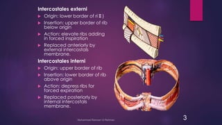 Thorax anatomy presentation | PPT