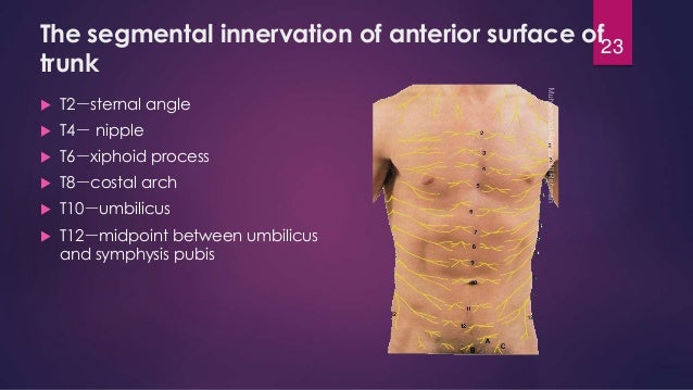 Thorax anatomy presentation