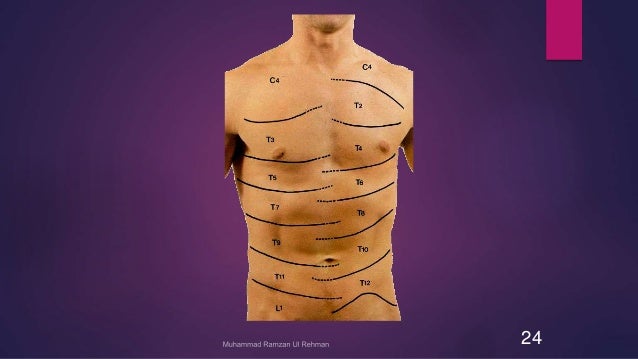 T12 Rib Pictures to Pin on Pinterest - PinsDaddy