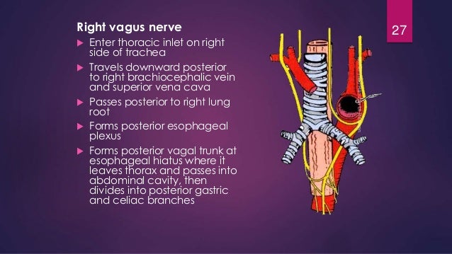 Thorax anatomy presentation