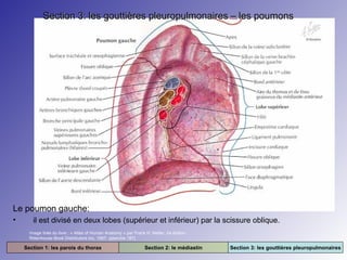 Section 3: les gouttières pleuropulmonaires – les poumons

Le poumon gauche:
•

il est divisé en deux lobes (supérieur et inférieur) par la scissure oblique.
Image tirée du livre : « Atlas of Human Anatomy » par Frank H. Netter. 2e édition.
Rittenhouse Book Distributors Inc. 1997. (planche 187)

Section 1: les parois du thorax

Section 2: le médiastin

Section 3: les gouttières pleuropulmonaires

 