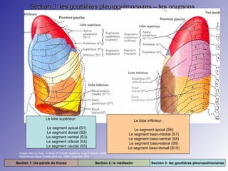 Section 3: les gouttières pleuropulmonaires – les poumons

Le lobe supérieur:

Le lobe inférieur:

Le segment apical (S1)
Le segment dorsal (S2)
Le segment ventral (S3)
Le segment crânial (S4)
Le segment caudal (S5)

Le segment apical (S6)
Le segment baso-médial (S7)
Le segment baso-ventral (S8)
Le segment baso-latéral (S9)
Le segment baso-dorsal (S10)

Image tirée du livre : « Atlas of Human Anatomy » par Frank H. Netter. 2e édition.
Rittenhouse Book Distributors Inc. 1997. (planche 187)

Section 1: les parois du thorax

Section 2: le médiastin

Section 3: les gouttières pleuropulmonaires

 