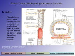 Section 3: les gouttières pleuropulmonaires – la trachée

La trachée
•

Elle débute au
niveau de la
sixième vertèbre
cervicale et se
termine juste
après le site de
l’éperon trachéal
(ou carène) en se
divisant en
bronches
souches.

Image tirée du livre : « Atlas of Human Anatomy » par
Frank H. Netter. 2e édition. Rittenhouse Book Distributors
Inc. 1997. (planche 190)

Section 1: les parois du thorax

Section 2: le médiastin

Section 3: les gouttières pleuropulmonaires

 