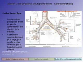 Section 3: les gouttières pleuropulmonaires – l’arbre bronchique

L’arbre bronchique
•

•

Les bronches
principales droite
et gauche
apparaissent à la
division de la
trachée.
La bronche
souche droite est
plus large, plus
courte et plus
verticale que la
bronche souche
gauche.

Image tirée du livre : « Atlas of Human Anatomy » par
Frank H. Netter. 2e édition. Rittenhouse Book Distributors
Inc. 1997. (planche 190)

Section 1: les parois du thorax

Section 2: le médiastin

Section 3: les gouttières pleuropulmonaires

 