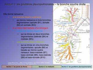 Section 3: les gouttières pleuropulmonaires – la bronche souche droite

Elle donne naissance:
–
à la bronche lobaire supérieure:
•
qui donne naissance à trois bronches
segmentaires (apicale (B1), dorsale
(B2) et ventrale (B3))
–
à un tronc intermédiaire d'où émergent
•
la bronche lobaire moyenne:
– qui se divise en deux bronches
segmentaires (latérale (B4) et
médiale (B5))
•
une bronche lobaire inférieure
– qui se divise en cinq bronches
segmentaires: apicale (B6) et
basale qui donne quatre
rameaux: baso-médiale (B7),
baso-ventrale (B8), baso-latérale
(B9) et baso-dorsale (B10) .
Image tirée du livre : « Atlas of Human Anatomy » par Frank H. Netter. 2e édition.
Rittenhouse Book Distributors Inc. 1997. (planche 191)

Section 1: les parois du thorax

Section 2: le médiastin

Section 3: les gouttières pleuropulmonaires

 