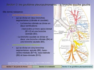 Section 3: les gouttières pleuropulmonaires – la bronche souche gauche
Elle donne naissance:
–
une bronche lobaire supérieure:
•
qui se divise en deux bronches
segmentaires (crâniale et caudale).
– La branche crâniale se divise en
deux ramifications
c'est-à-dire un tronc apico-dorsal
(B1+2) et une bronche
ventrale (B3).
- La bronche caudale se divise en
deux: une bronche crâniale (B4) et
une bronche caudale (B5).
–
une bronche lobaire inférieure:
•
qui se divise en cinq bronches
segmentaires: apicale (B6), basoventro-médiale (B7+8), baso-latérale
(B9) et baso-dorsale (B10).

Image tirée du livre : « Atlas of Human Anatomy » par Frank H. Netter. 2e édition.
Rittenhouse Book Distributors Inc. 1997. (planche 191)

Section 1: les parois du thorax

Section 2: le médiastin

Section 3: les gouttières pleuropulmonaires

 