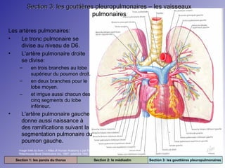 Section 3: les gouttières pleuropulmonaires – les vaisseaux
pulmonaires
Les artères pulmonaires:
•
Le tronc pulmonaire se
divise au niveau de D6.
•
L'artère pulmonaire droite
se divise:
–
–
–

•

en trois branches au lobe
supérieur du poumon droit.
en deux branches pour le
lobe moyen.
et irrigue aussi chacun des
cinq segments du lobe
inférieur.

L'artère pulmonaire gauche
donne aussi naissance à
des ramifications suivant la
segmentation pulmonaire du
poumon gauche.
Image tirée du livre : « Atlas of Human Anatomy » par Frank H. Netter. 2e édition.
Rittenhouse Book Distributors Inc. 1997. (planche 194)

Section 1: les parois du thorax

Section 2: le médiastin

Section 3: les gouttières pleuropulmonaires

 