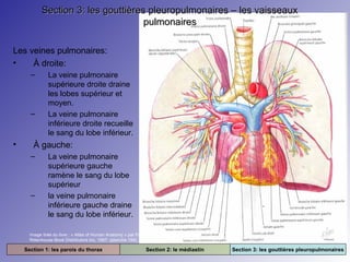 Section 3: les gouttières pleuropulmonaires – les vaisseaux
pulmonaires
Les veines pulmonaires:
•
À droite:
–

–

•

La veine pulmonaire
supérieure droite draine
les lobes supérieur et
moyen.
La veine pulmonaire
inférieure droite recueille
le sang du lobe inférieur.

À gauche:
–

–

La veine pulmonaire
supérieure gauche
ramène le sang du lobe
supérieur
la veine pulmonaire
inférieure gauche draine
le sang du lobe inférieur.

Image tirée du livre : « Atlas of Human Anatomy » par Frank H. Netter. 2e édition.
Rittenhouse Book Distributors Inc. 1997. (planche 194)

Section 1: les parois du thorax

Section 2: le médiastin

Section 3: les gouttières pleuropulmonaires

 