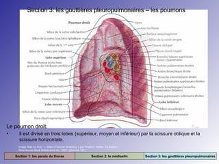 Section 3: les gouttières pleuropulmonaires – les poumons

Le poumon droit:
•

il est divisé en trois lobes (supérieur, moyen et inférieur) par la scissure oblique et la
scissure horizontale.
Image tirée du livre : « Atlas of Human Anatomy » par Frank H. Netter. 2e édition.
Rittenhouse Book Distributors Inc. 1997. (planche 187)

Section 1: les parois du thorax

Section 2: le médiastin

Section 3: les gouttières pleuropulmonaires

 