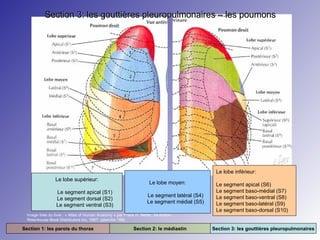Section 3: les gouttières pleuropulmonaires – les poumons

Le lobe inférieur:
Le lobe supérieur:
Le segment apical (S1)
Le segment dorsal (S2)
Le segment ventral (S3)

Le lobe moyen:
Le segment latéral (S4)
Le segment médial (S5)

Image tirée du livre : « Atlas of Human Anatomy » par Frank H. Netter. 2e édition.
Rittenhouse Book Distributors Inc. 1997. (planche 188)

Section 1: les parois du thorax

Section 2: le médiastin

Le segment apical (S6)
Le segment baso-médial (S7)
Le segment baso-ventral (S8)
Le segment baso-latéral (S9)
Le segment baso-dorsal (S10)
Section 3: les gouttières pleuropulmonaires

 