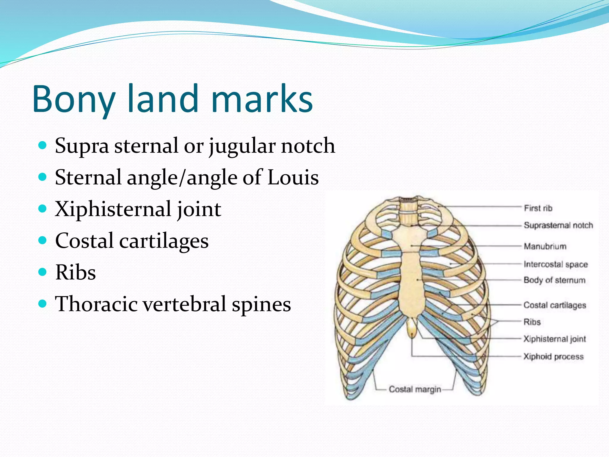 Thorax anatomy | PPTX